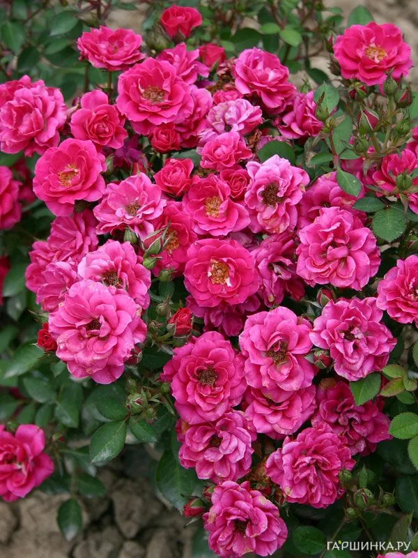 Роза Блю Парад миниатюрная, Imperial Rose