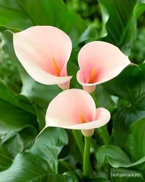 Калла Эфиопика Фламинго