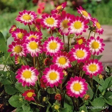 Георгина Свитхарт бордюрная