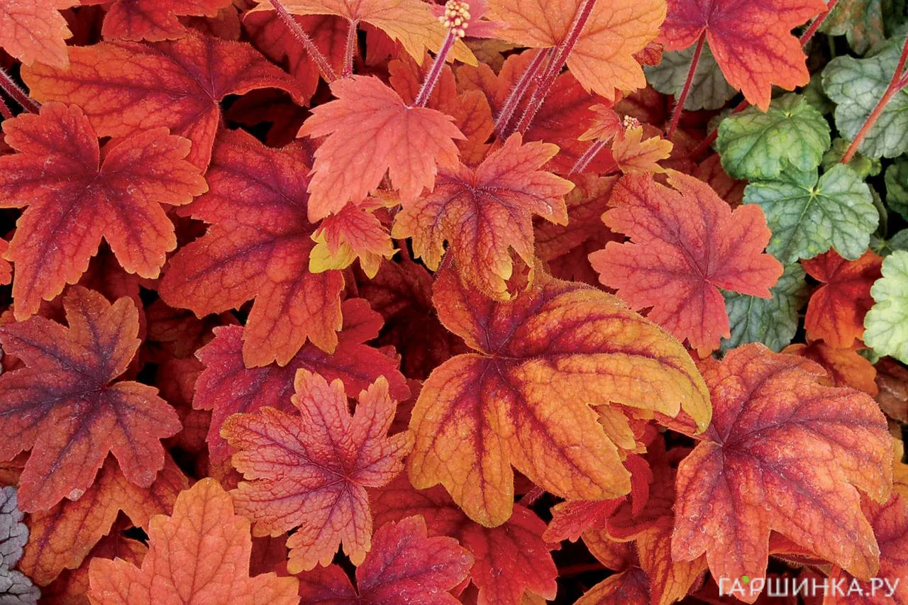 Гейхерелла Свит Ти