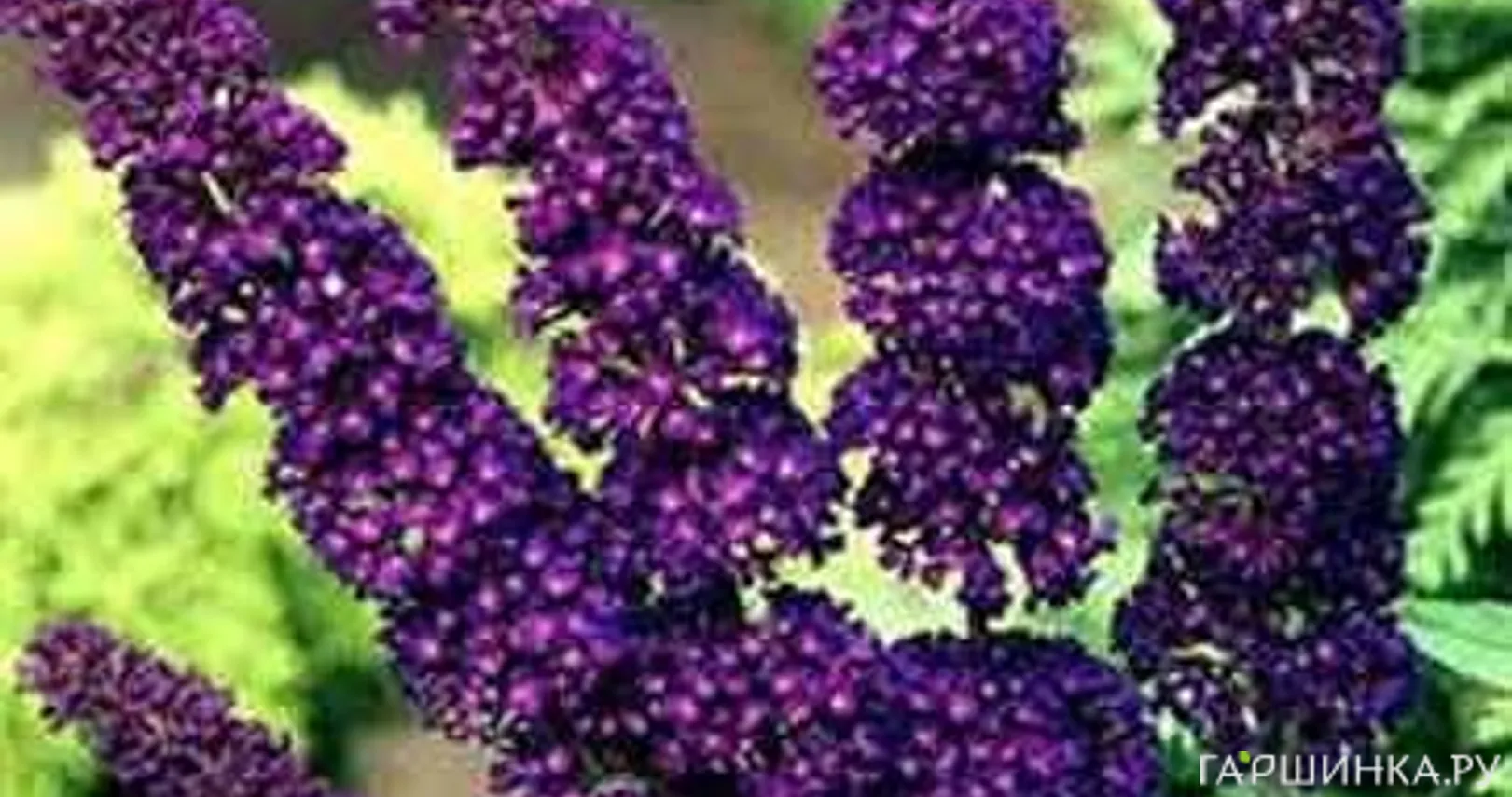 Буддлея Блэк Найт