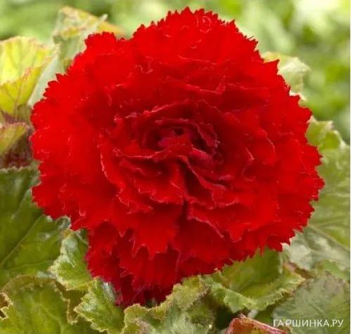 Бегония бахромчатая Фимбриата Дак Ред 2шт