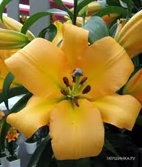 Лилия Морини ОТ-гибрид/2шт