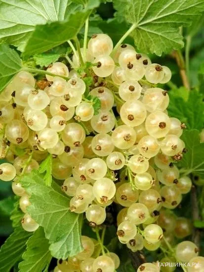 Смородина Версальская белая