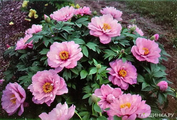 Пион Фест Эрайвал (ИТО)