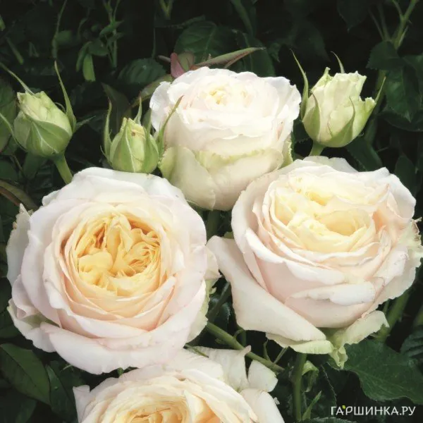 Роза Лэмп кустарниковая, Imperial Rose