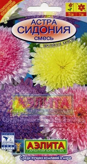 Астра Сидония, смесь, Лидер