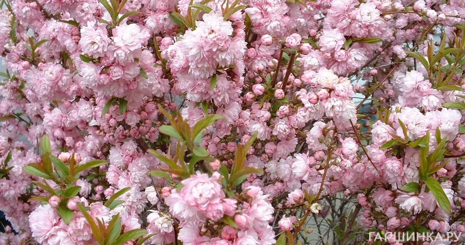 Дейция Розеа Плена