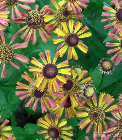 Гелениум Тай Дай