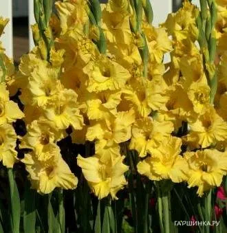 Гладиолус Лемон Дроп 5 шт.