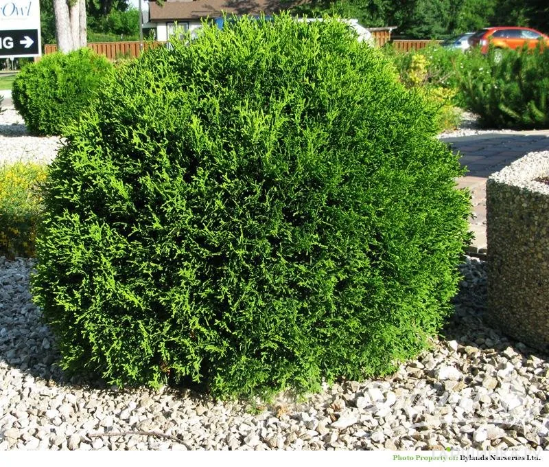 Туя Литл Гиант шаровидная