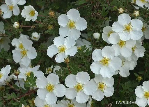 Лапчатка Абботсвуд кустарниковая