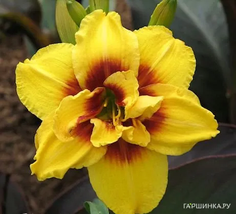 Лилейник Маунт Хелена