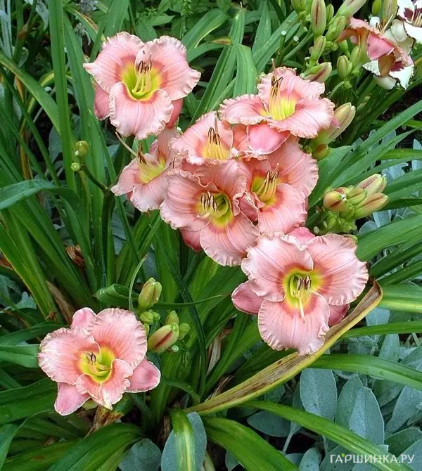 Лилейник Элегант Кэнди