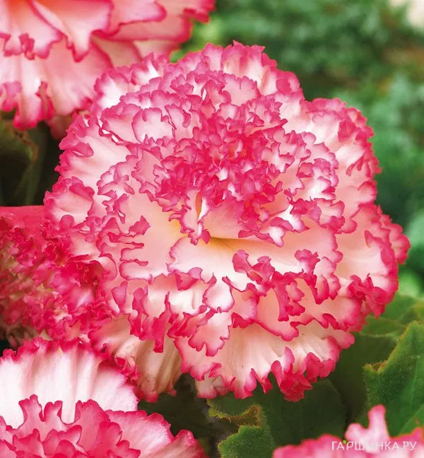 Бегония Мармората Пинк/Вайт 2шт