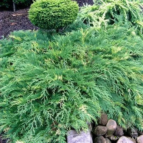 Микробиота Голден Спот