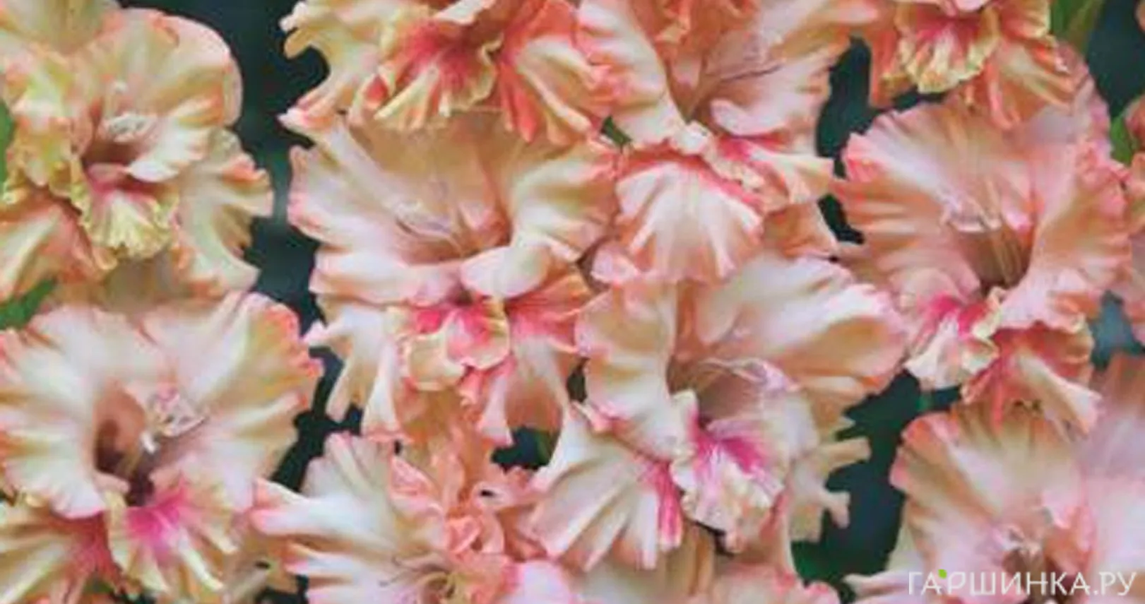 Гладиолус Кисси Раффл 5 шт