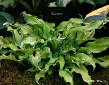 Хоста Риппл Эфект (SM)