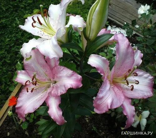 Лилия Бразилия восточная