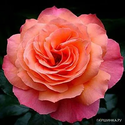 Роза Альбрехт Дюрер чайно-гибридная, Тантау (лиц)