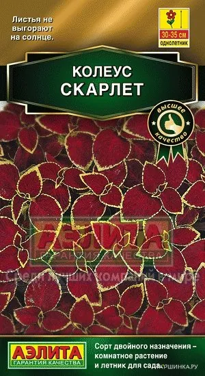 Колеус блюме Скарлет