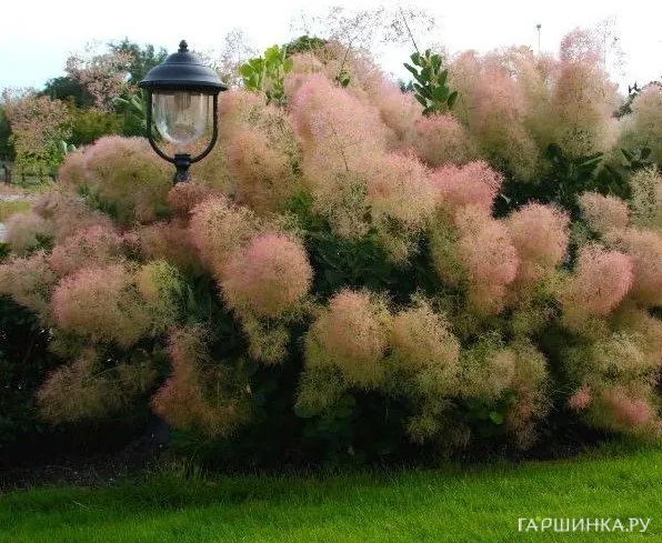 Скумпия Янг леди