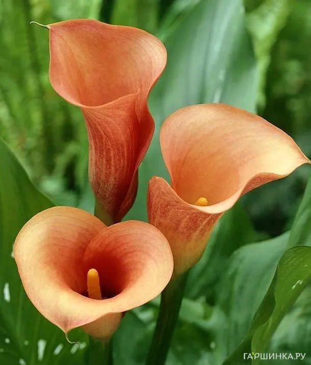 Калла Моцарт