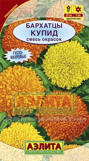 Бархатцы Купид хризантемовидные, смесь окрасок ц/п