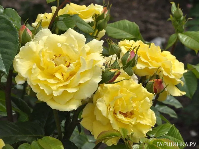 Роза Лихткенигин Люсия кустарниковая, Тантау (лиц)