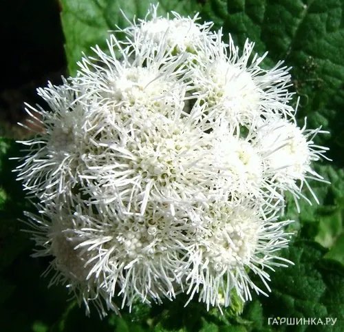 Агератум Белый шар* 0,1 г серия Сад ароматов