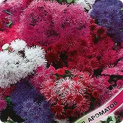 Агератум Сокровища ацтеков*, смесь 0,1г