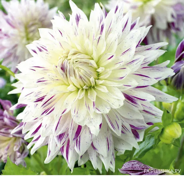 Георгина Акита Страйпед декоративная