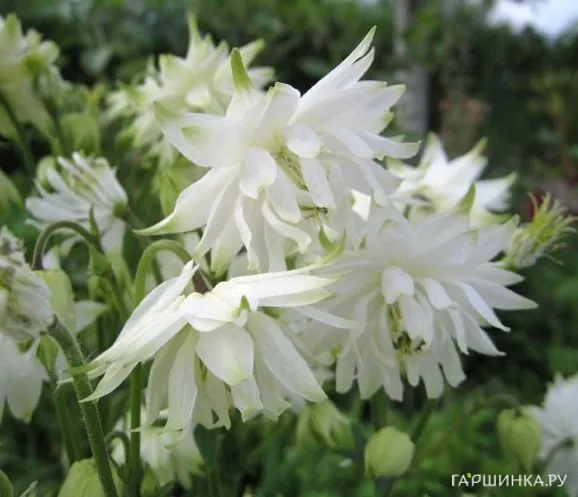 Аквилегия Вайт Барлоу