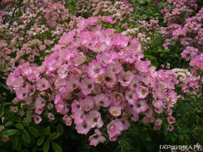 Роза Алден Бисен мускусная, Ленс (лиц)