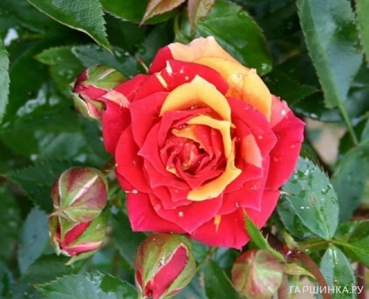 Роза Чили Клементина миниатюрная Imperial Rose