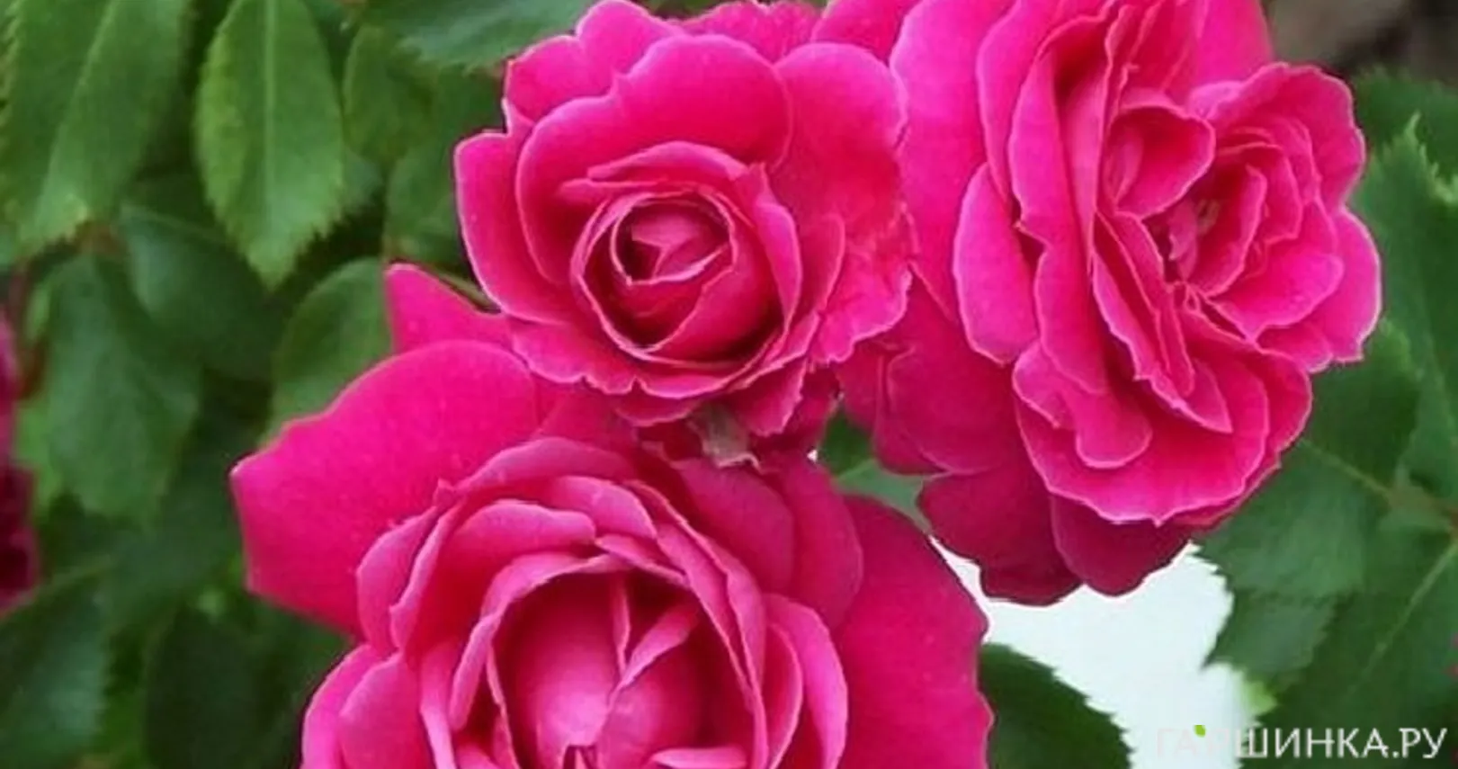 Роза Александр Маккензи канадская парковая (лиц)