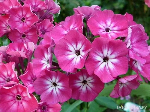 Флокс метельчатый Александра