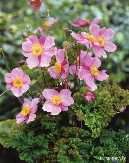 Анемона (Ветреница) японская Криспа