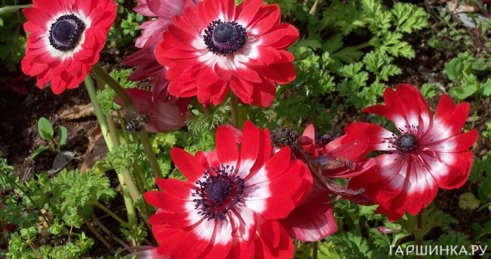 Анемона (Ветреница) махровая Говернор 10 шт