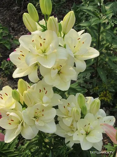 Лилия Аннемари Дрим азиатская махровая