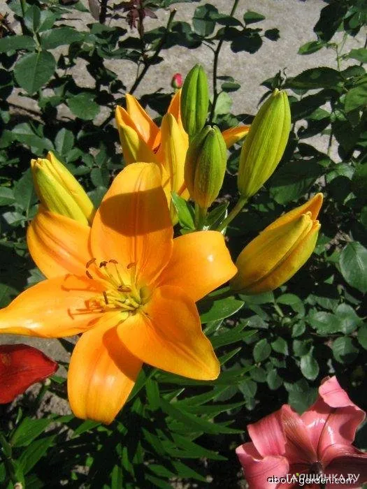 Лилия Антекера азиатская/2шт