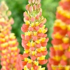 Люпин Lupinus Apricot/Yellow NEW!