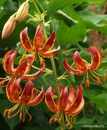 Лилия Арабиан Найт кудреватая