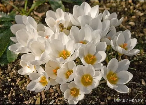 Крокус Ард Шенк ботанический 15шт