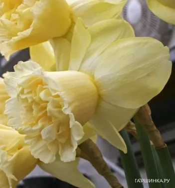 Нарцисс Арт Дизайн крупнокорончатый 3шт.