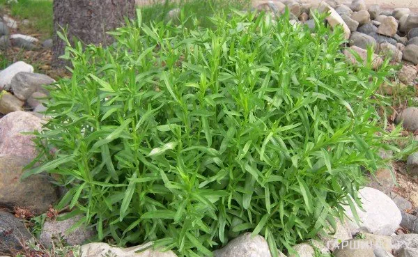 Полынь французская