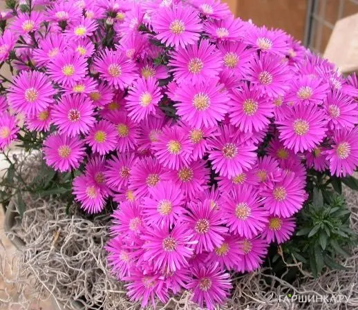 Астра кустарниковая Дженни