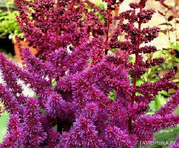 Астильба китайская Пепл Рейн