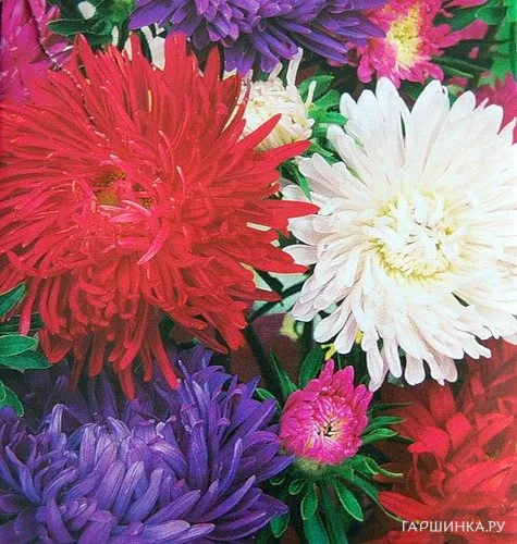 Астра Американская красавица, смесь окрасок, Лидер