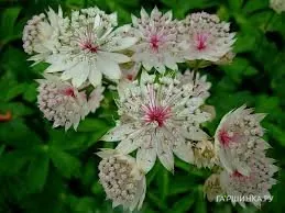 Астранция Вайт